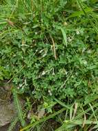 Image of mountain carpet clover