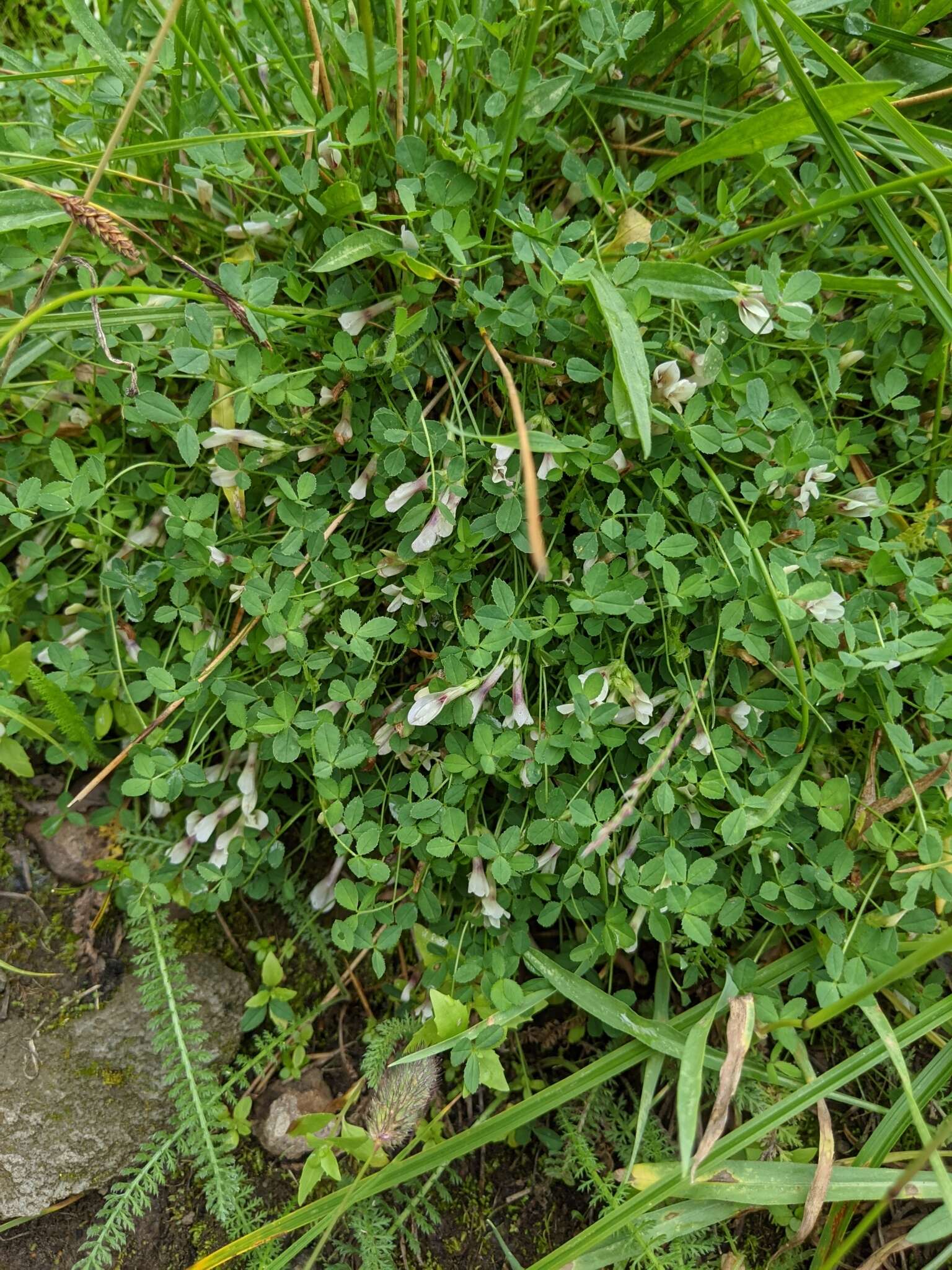 Image of mountain carpet clover