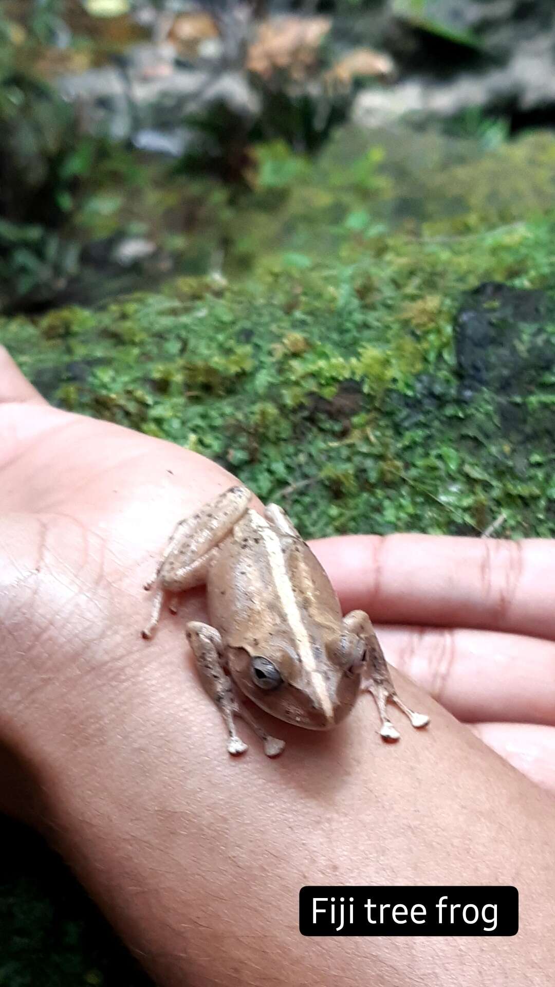 Image of Fiji Tree Frog