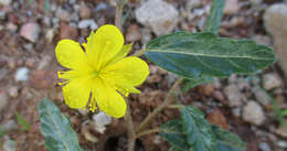 Imagem de Corchorus asplenifolius Burch.