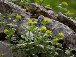 Imagem de Paederota lutea Scop.