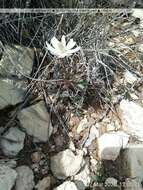 Image of tuber anemone