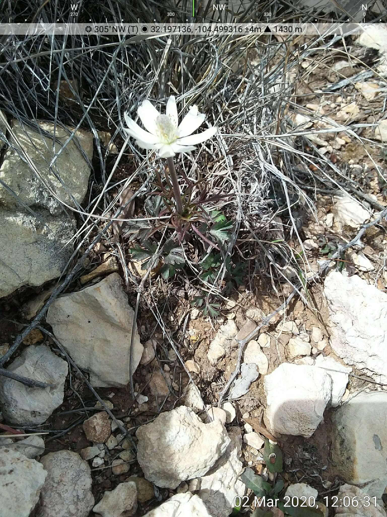 Image de Anemone tuberosa var. texana M. Enquist & B. Crozier