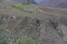 Image de Reaumuria turkestanica Gorschkowa