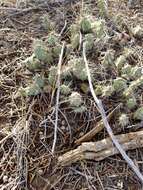 Image of Brittle Cactus