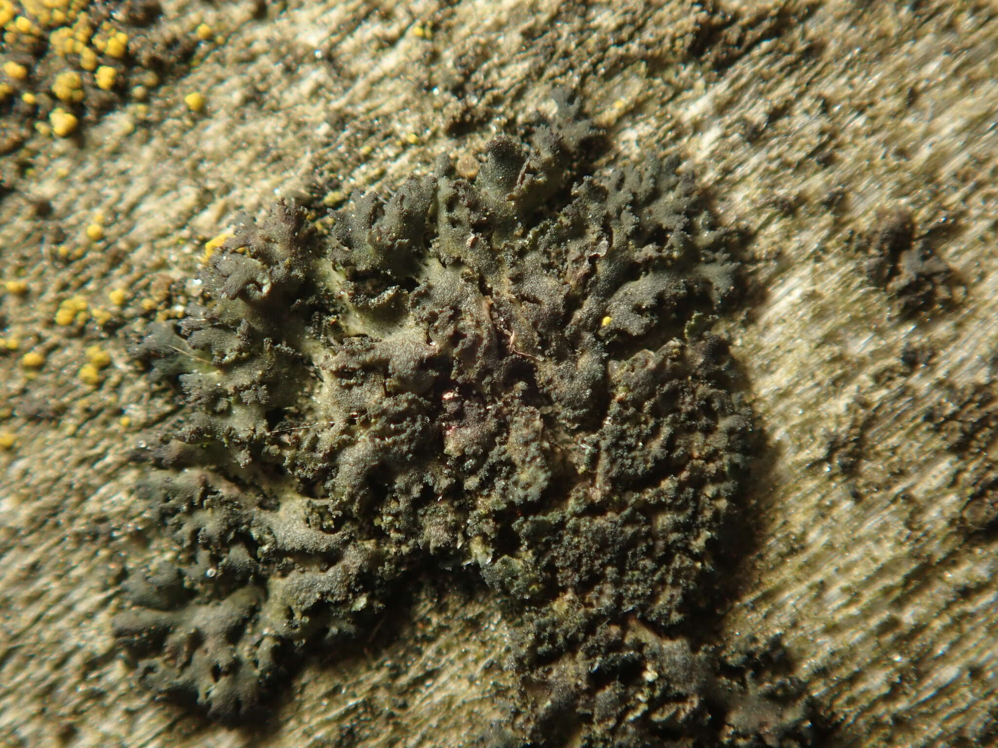 Image of wreath lichen