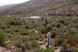 Imagem de Echinopsis tarijensis (Vaupel) H. Friedrich & G. D. Rowley