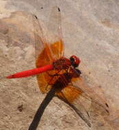 Image of <i>Trithemis kirbyi ardens</i> Gerstaecker 1891