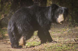 صورة Melursus ursinus ursinus (Shaw 1791)