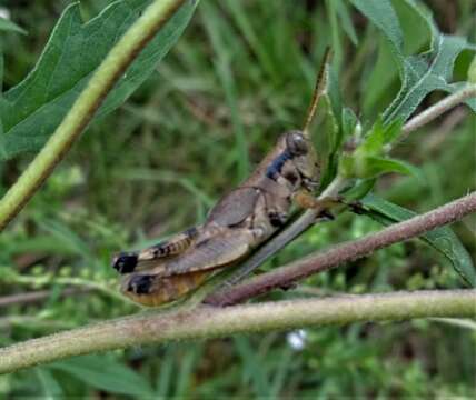 Слика од Melanoplus scudderi (Uhler 1864)