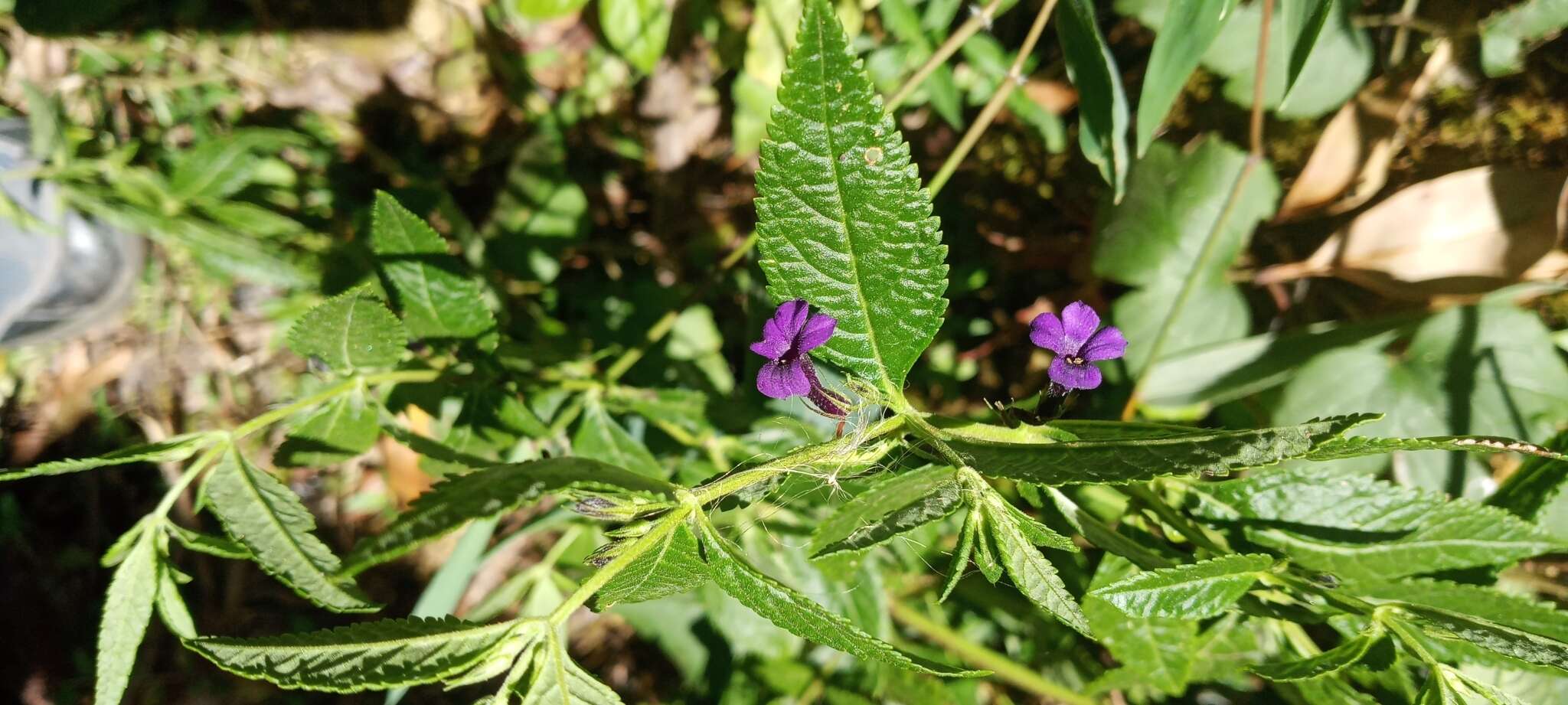 Слика од Stemodia suffruticosa Kunth