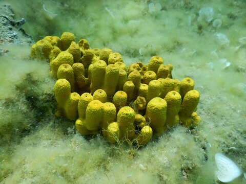 Image of aureate sponge