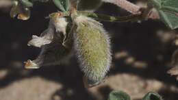 Image of gravel milkvetch