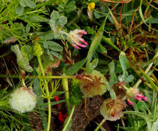 Plancia ëd Trifolium pauciflorum d'Urv.