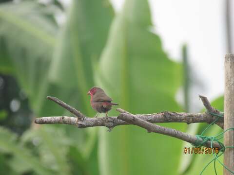 Image of Bar-breasted Firefinch
