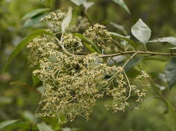 Olearia argophylla (Labill.) F. Müll. resmi