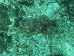 Image of Pharaoh Cuttlefish