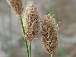Image of Sesleria doerfleri Hayek