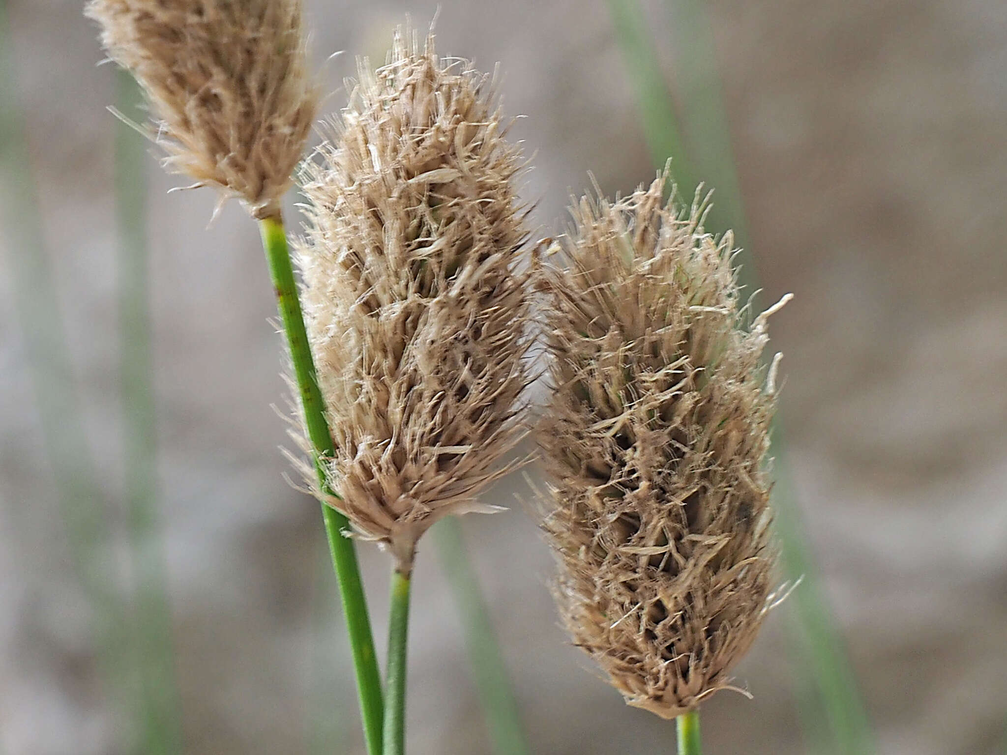 Image of Sesleria doerfleri Hayek