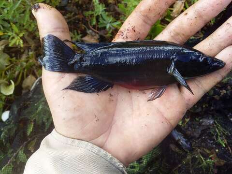 Image of Pike cichlid