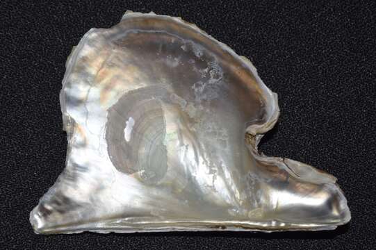 Image of Atlantic wing-oyster