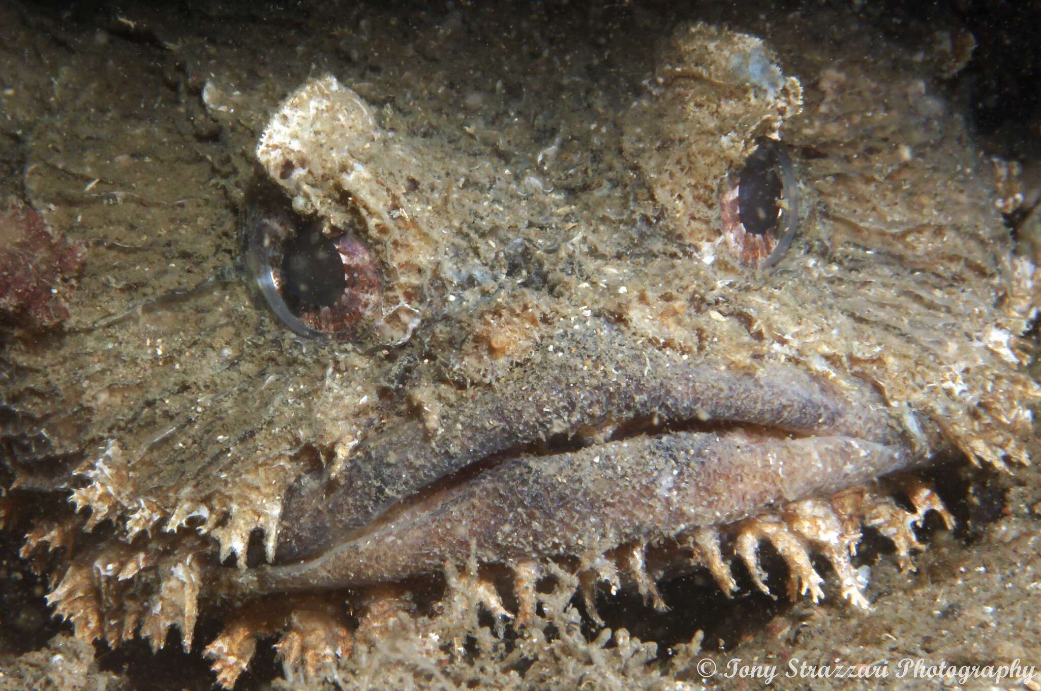 Image of Blotchtail toadfish