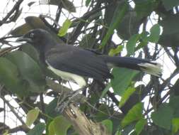 Image of Black-chested Jay