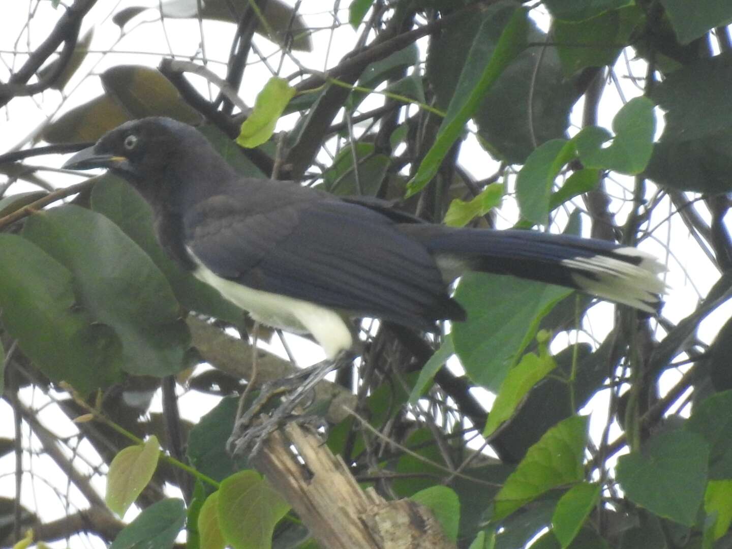 Image of Black-chested Jay