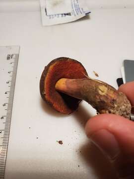 Image of Boletus subluridellus A. H. Sm. & Thiers 1971