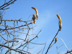 Image of Ceiba aesculifolia subsp. parvifolia (Rose) P. E. Gibbs & Semir