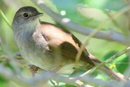 Image of Knysna Scrub-Warbler