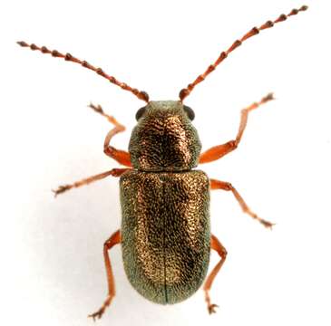 Image of Eulepton burkei