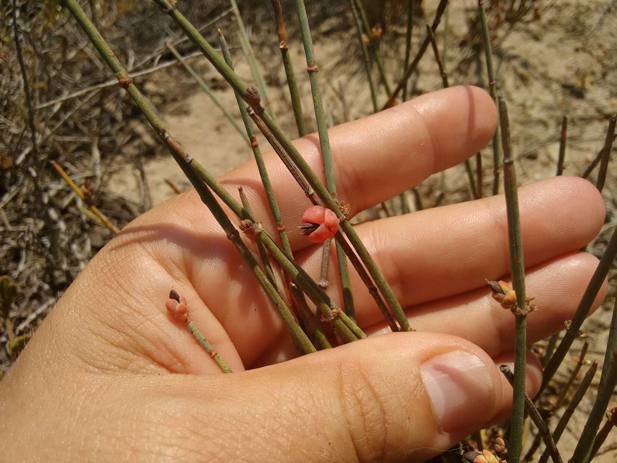 Image of Sea Grape