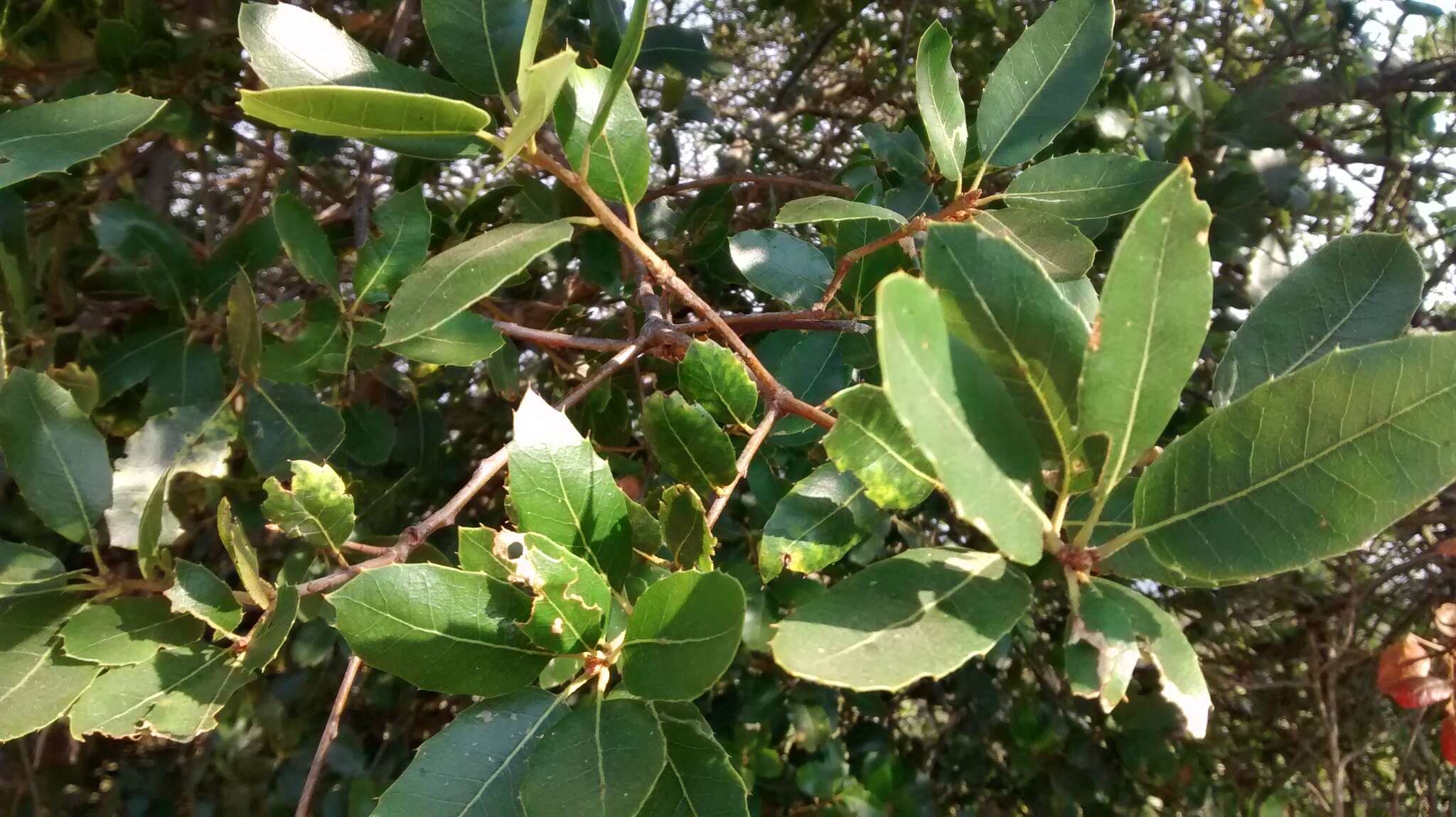 Image of interior live oak