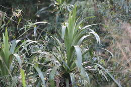 Image of Cordyline sellowiana Kunth