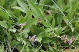 Image of Pearsonia grandifolia subsp. grandifolia