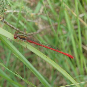 Image of small red damselfly