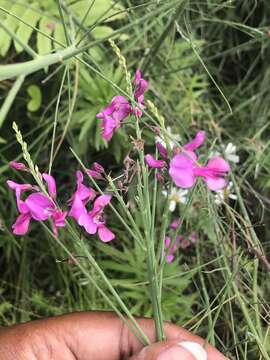 Plancia ëd Indigofera filifolia Thunb.