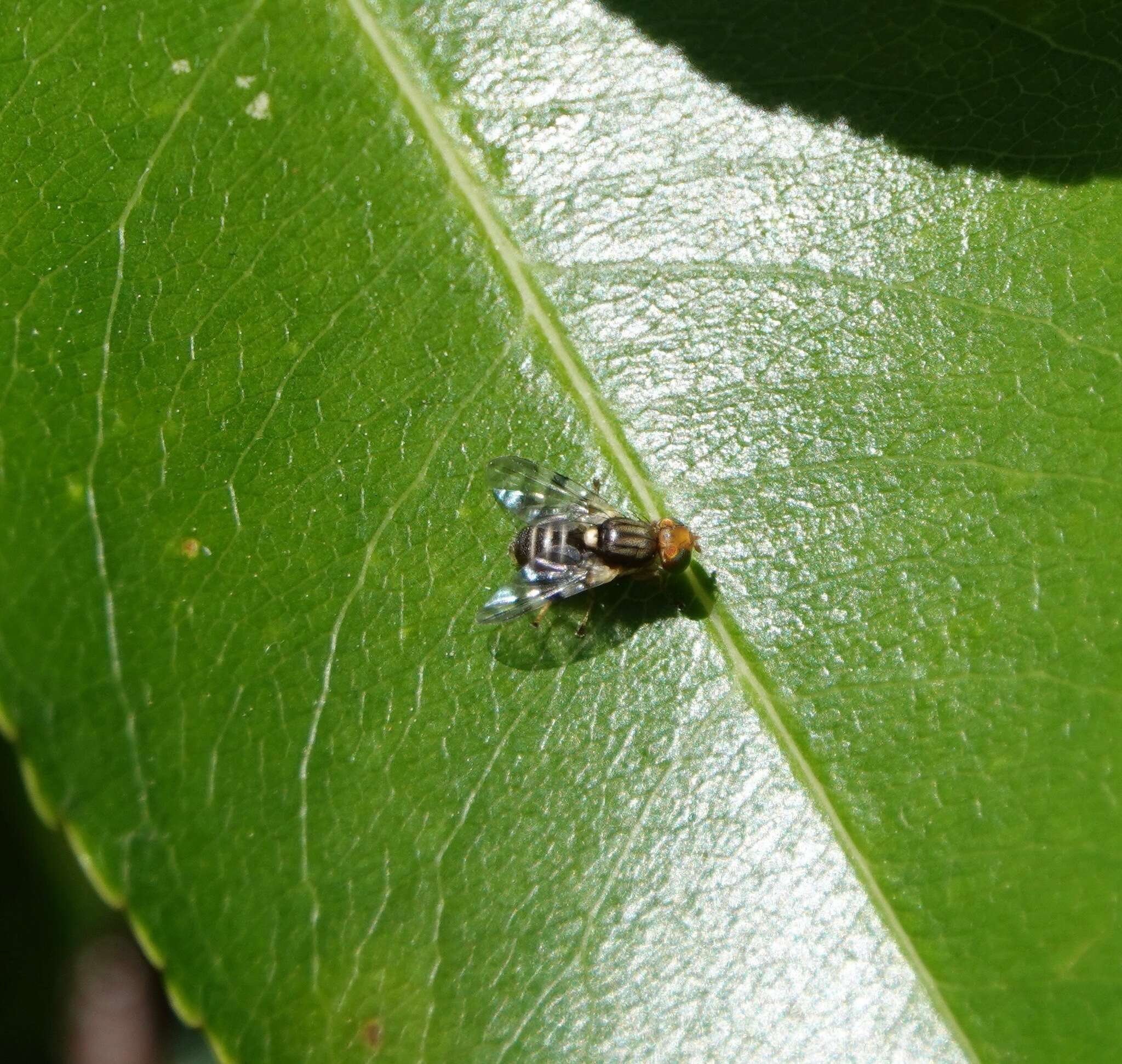 Image of cherry fruit fly