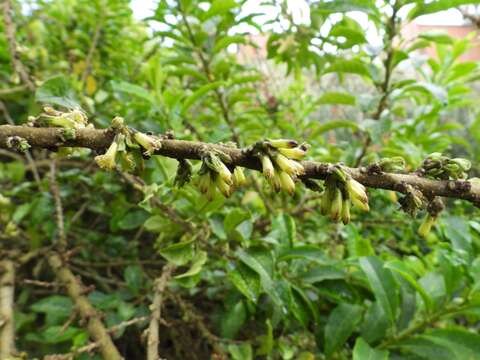 Image of Cestrum mutisii Willd. ex Roem. & Schult.