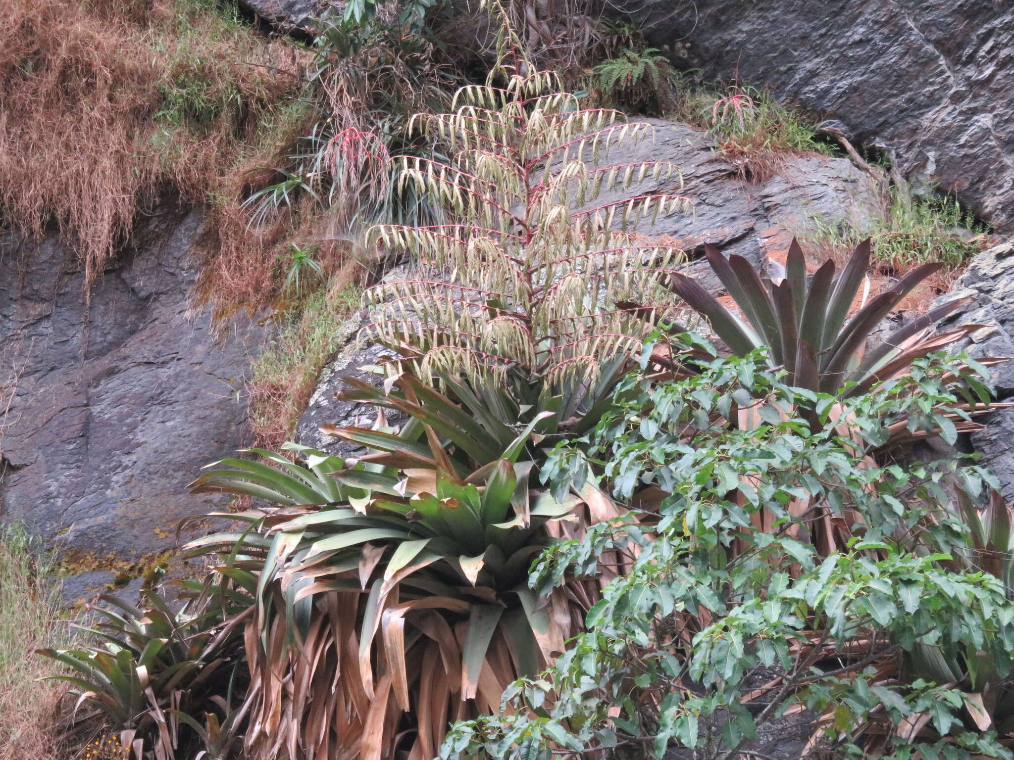 Image of Tillandsia krukoffiana var. krukoffiana