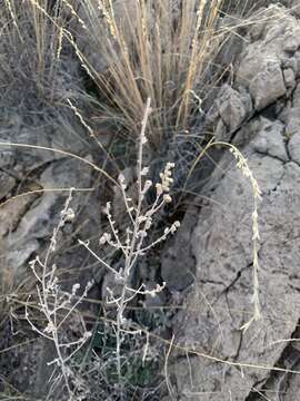 Image of white sagebrush