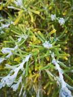 Слика од Achillea cretica L.