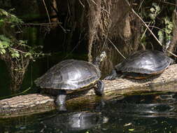 Image of Suwannee cooter