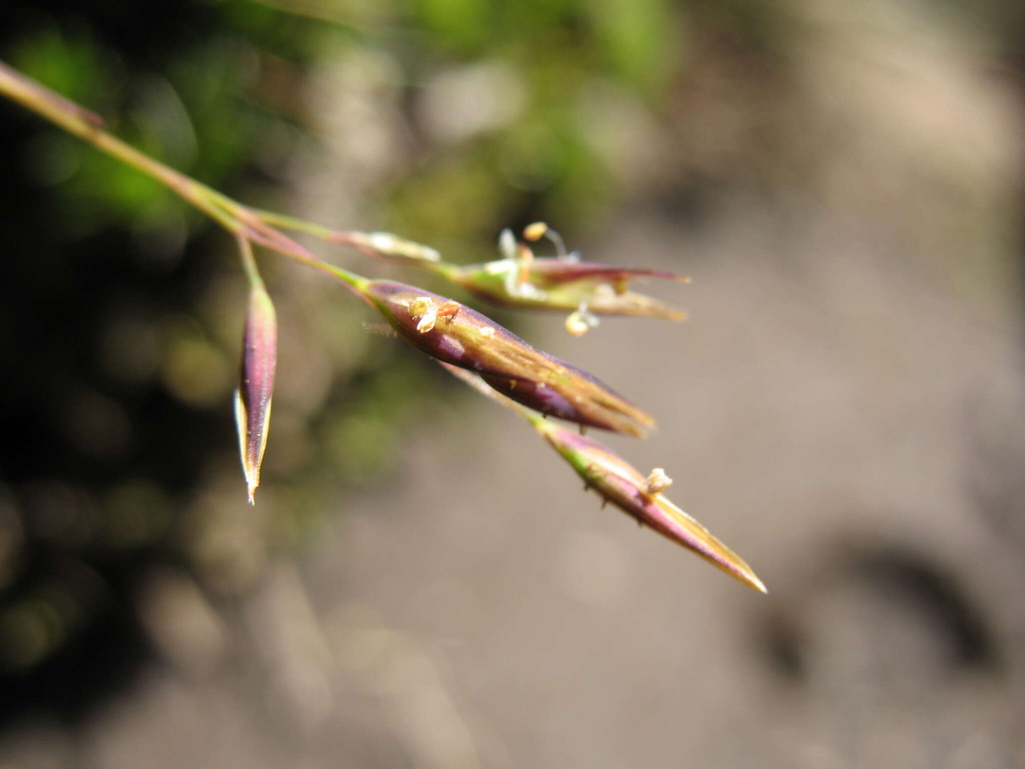 Image of Rytidosperma pauciflorum (R. Br.) Connor & Edgar