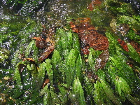 Apinagia longifolia (Tul.) van Royen的圖片