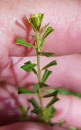 Image of Pultenaea retusa Sm.