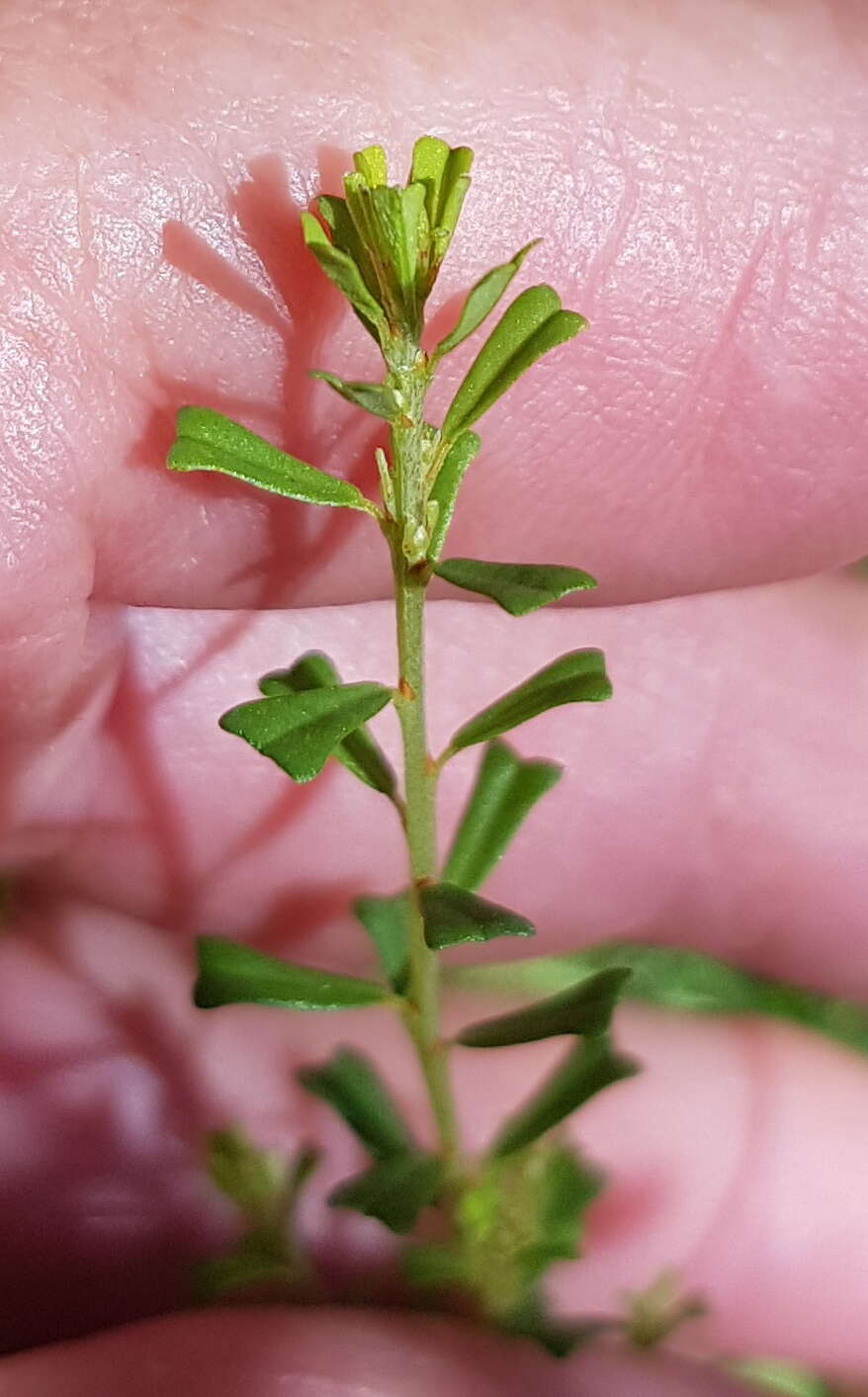 Image of Pultenaea retusa Sm.