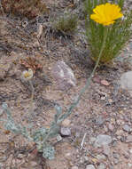 Image of desert marigold