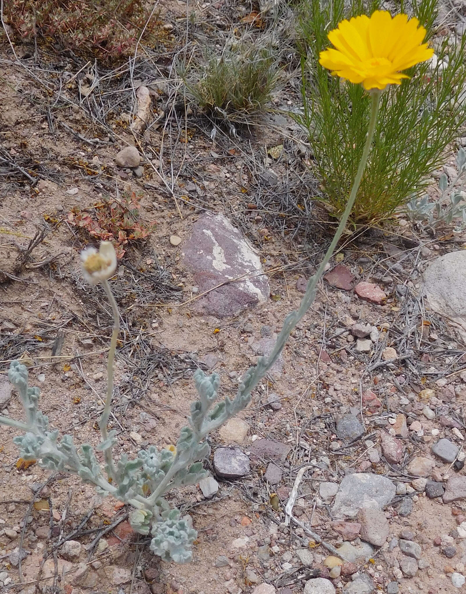 Image of desert marigold